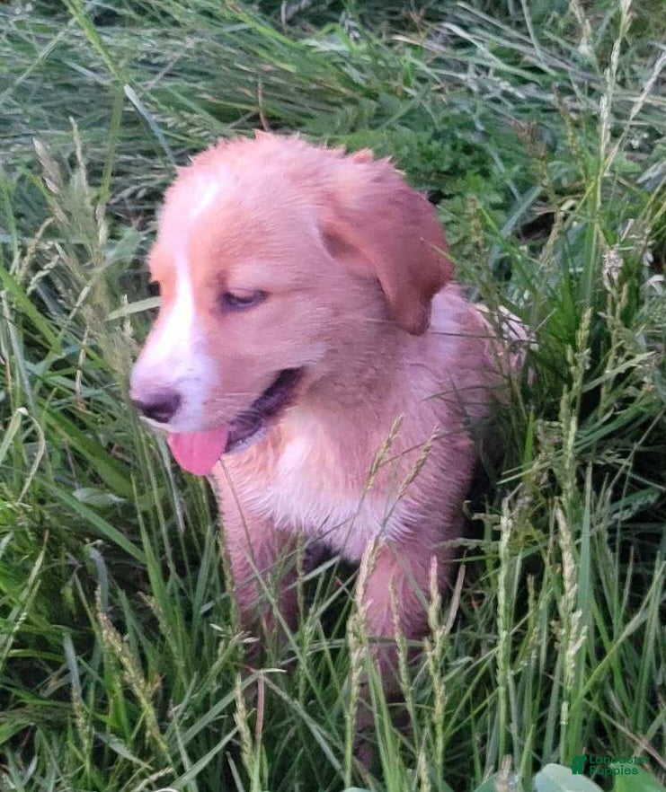 Mixed Breed dogs Daffy - Ad 2