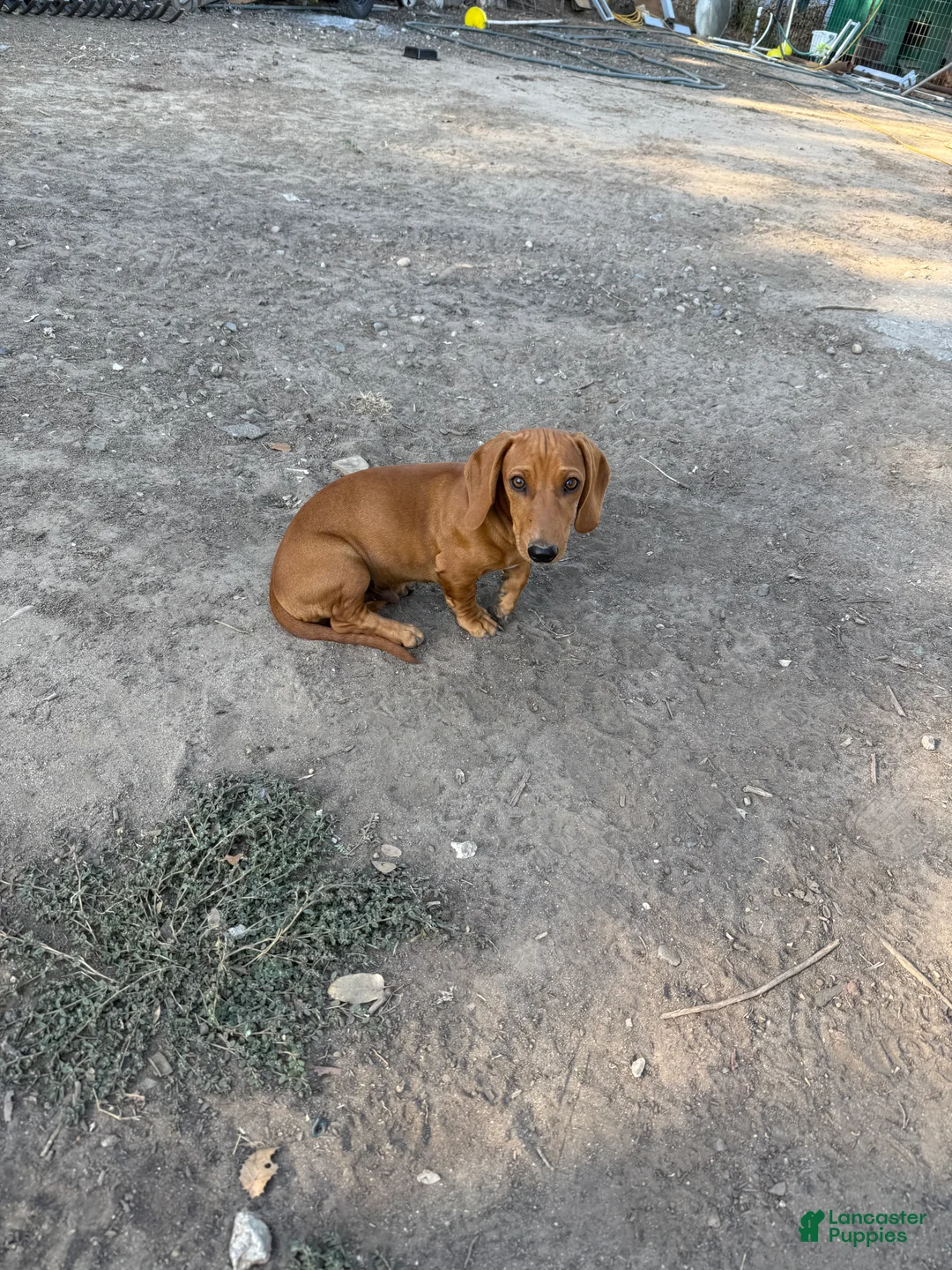 Dachshund dogs for sale: Dachshund Puppy 2 - Ad 2