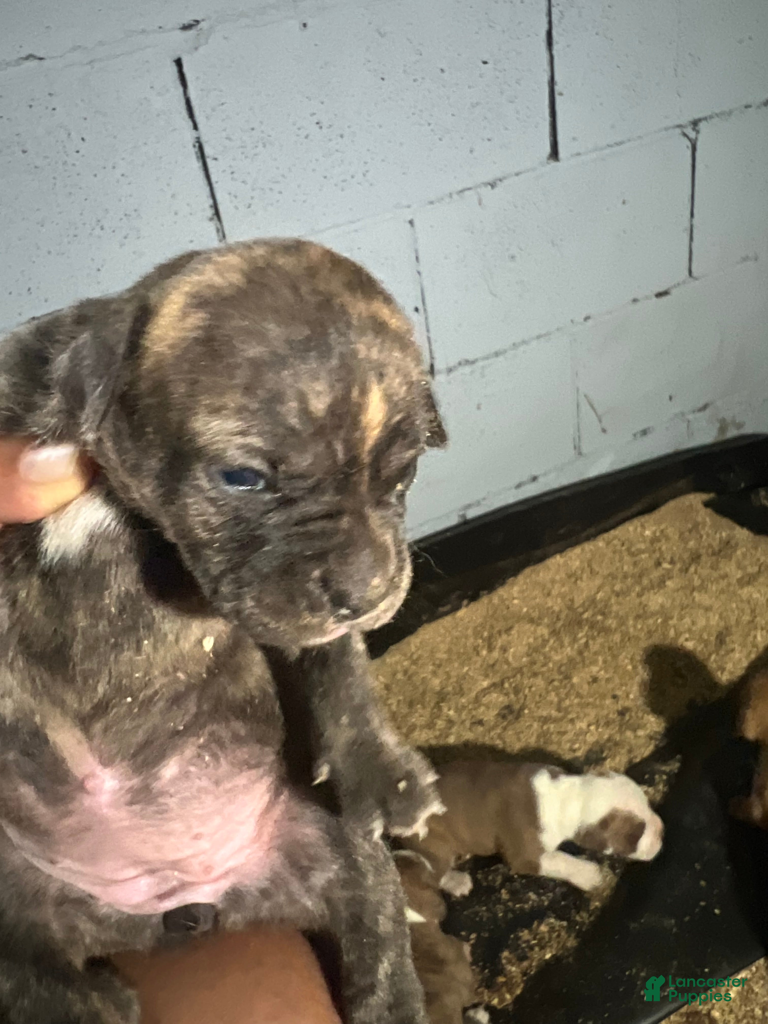 Olde English Bulldogge dogs Dark chocolate brindle female-Available  - Ad 32