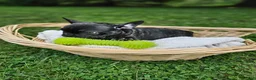 French Bulldog dogs for sale: Grayson - Ad 7