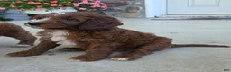 Cavapoo dogs for sale: Tootsie - Ad 3