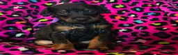 Doberman Pinscher dogs for sale: Gurina - Ad 1