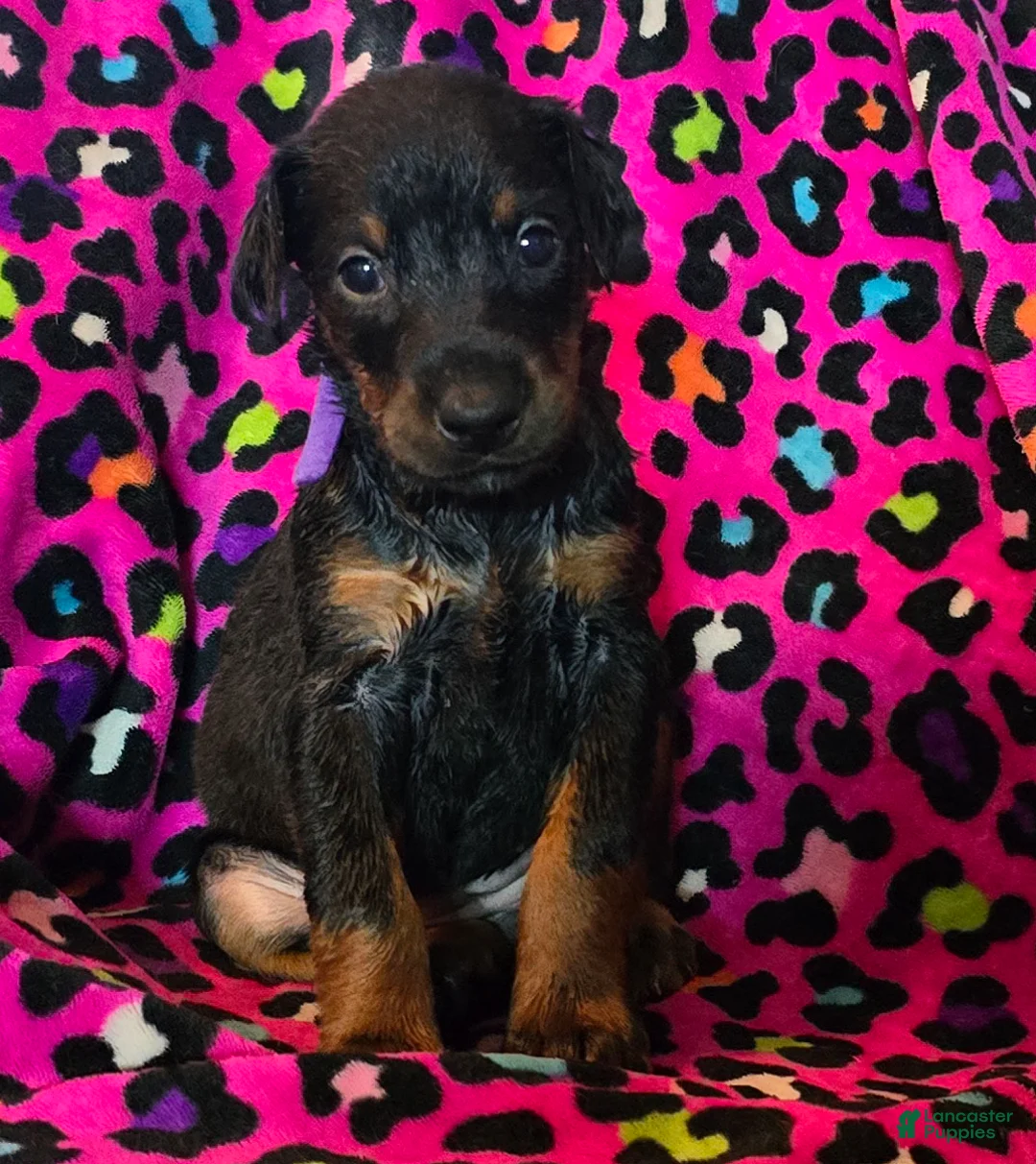 Doberman Pinscher dogs for sale: Gurina - Ad 1