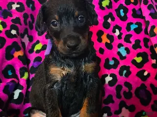 Doberman Pinscher dogs Gurina - Ad 11