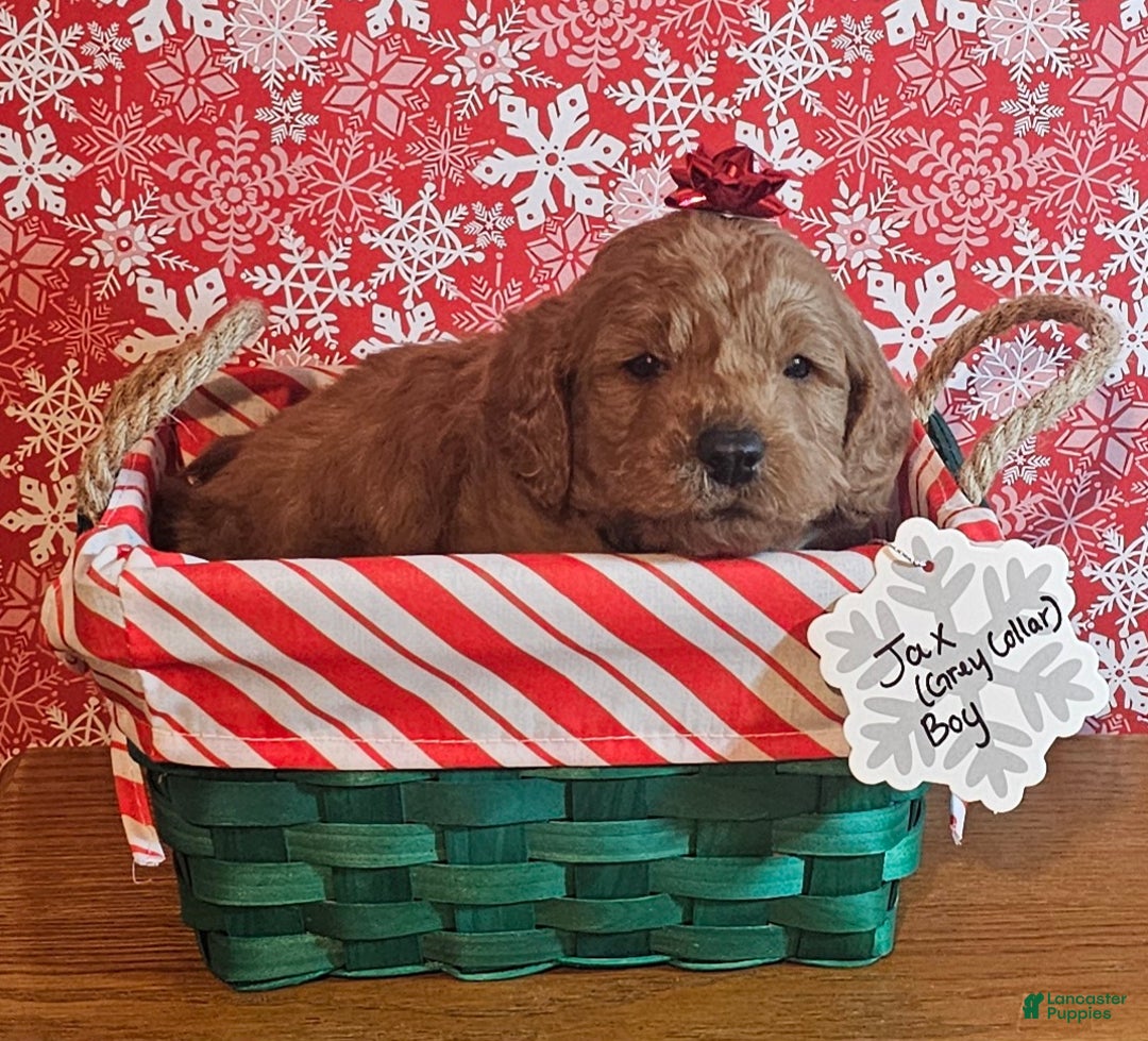 Mixed Breed dogs for sale: Reba - Ad 3