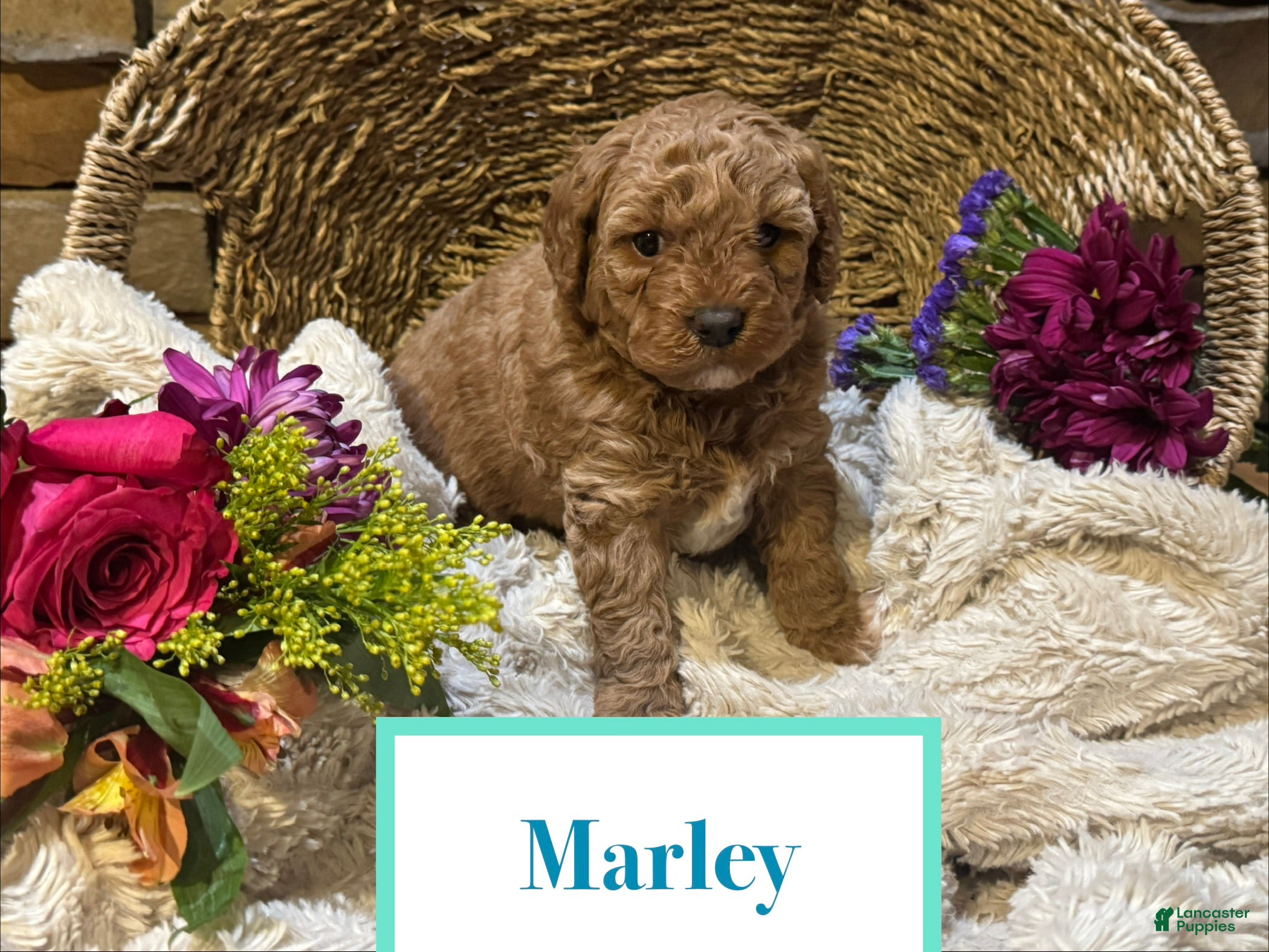 Mini Goldendoodle dogs Marley - Ad 39