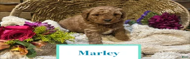 Marley