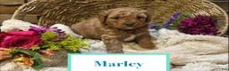 Mini Goldendoodle dogs for sale: Marley - Ad 1