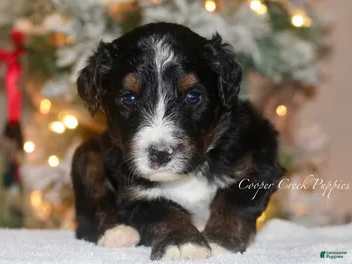 Bernedoodle dogs AXL - Ad 4