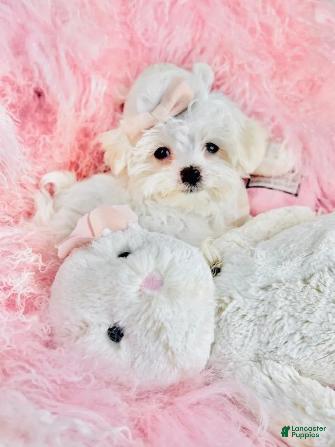Maltese dogs for sale: Maltese 1 - Ad 3