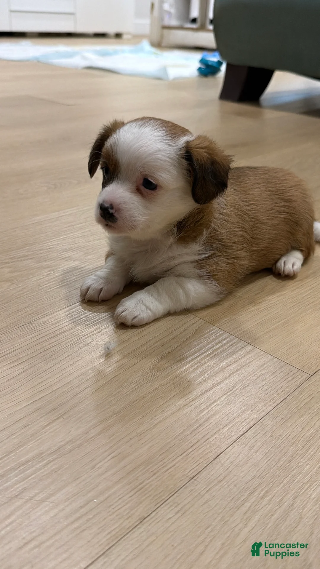 Mixed Breed dogs for sale: Mixed Breed 2 - Ad 2