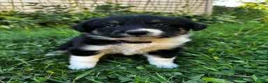 Rosie