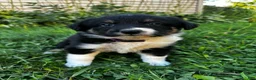 Australian Shepherd dogs for sale: Rosie - Ad 6