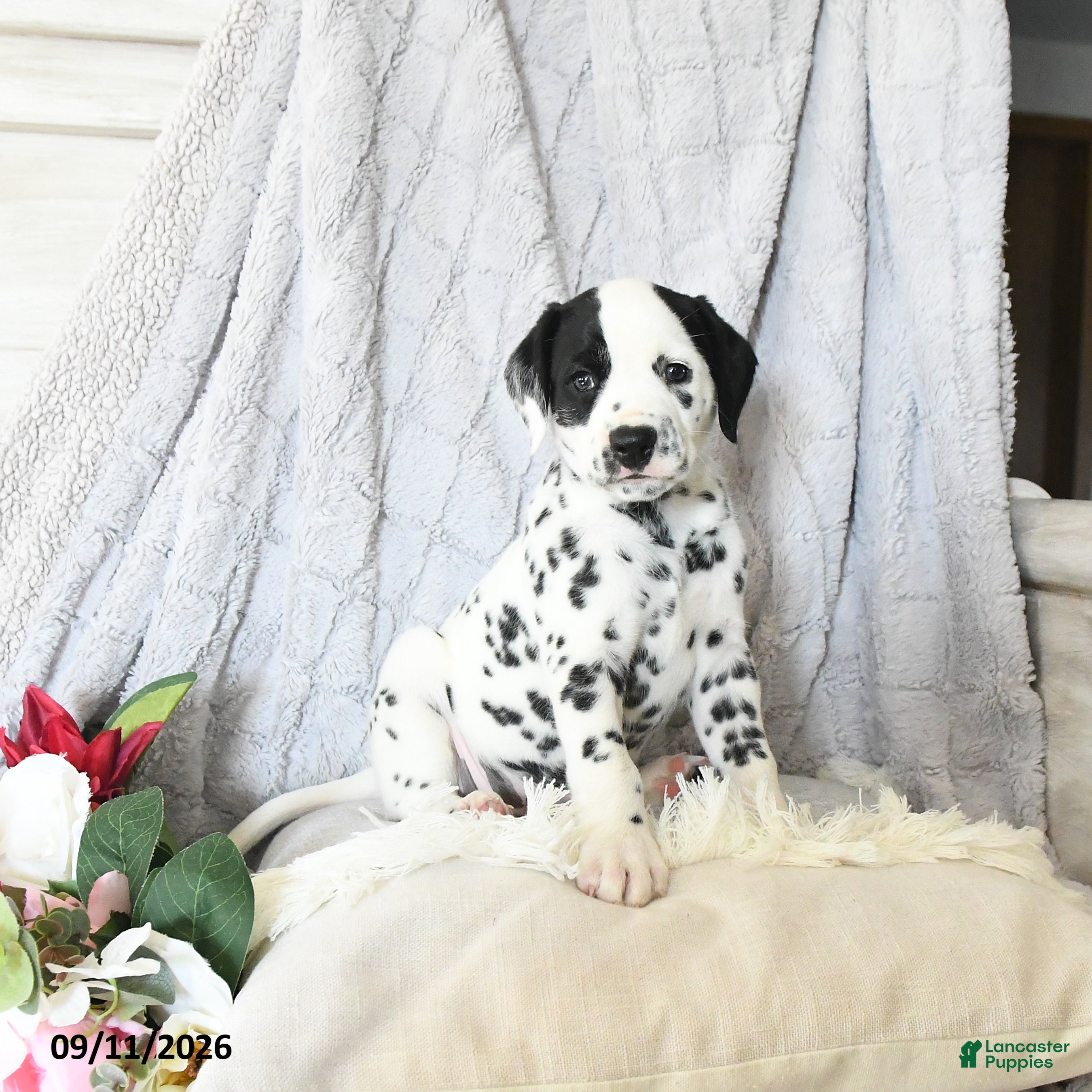 Dalmatian dogs Millie - Ad 2