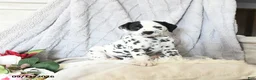 Dalmatian dogs for sale: Millie - Ad 2