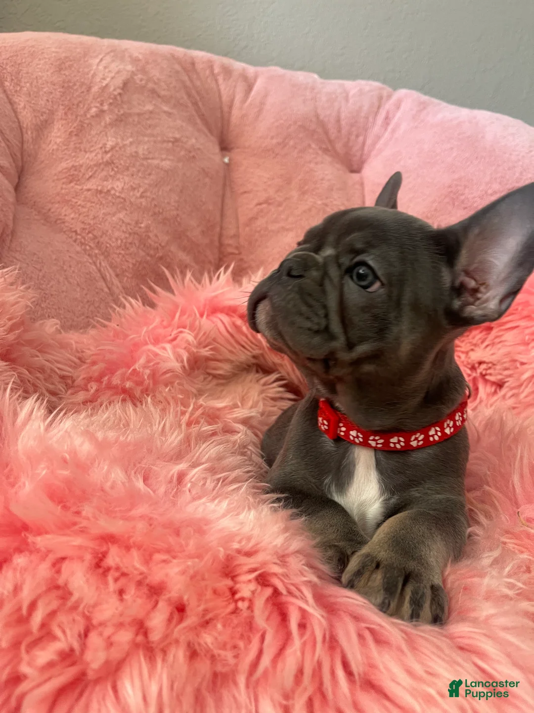 French Bulldog dogs for sale: Birdie  - Ad 2