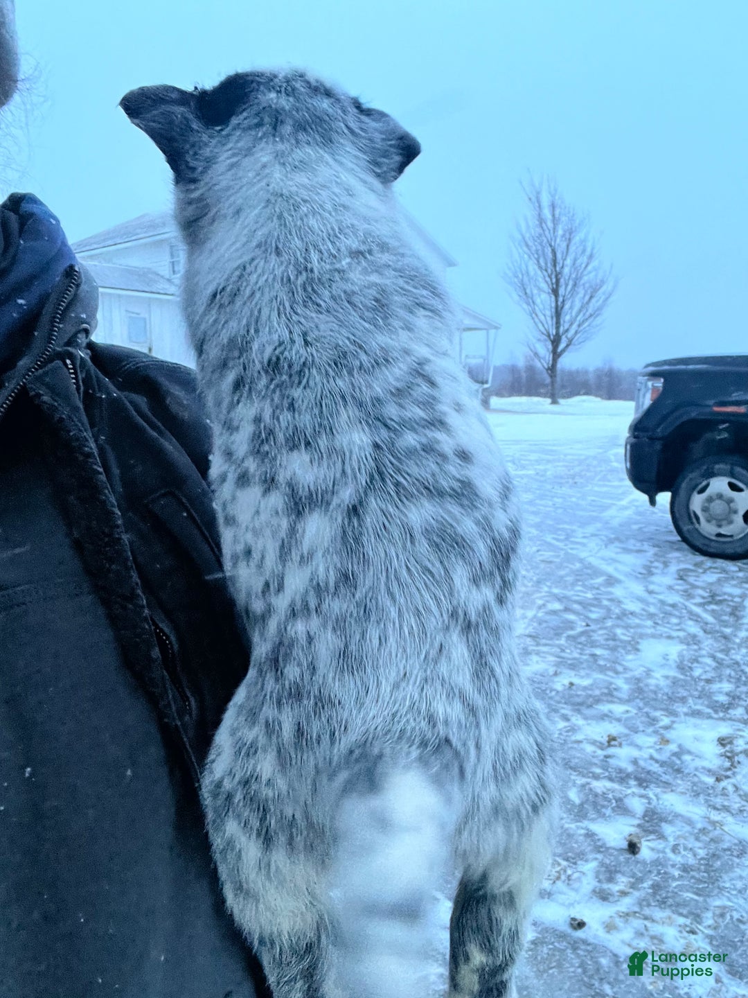 Australian Cattle Dog dogs for sale: Jackie - Ad 2