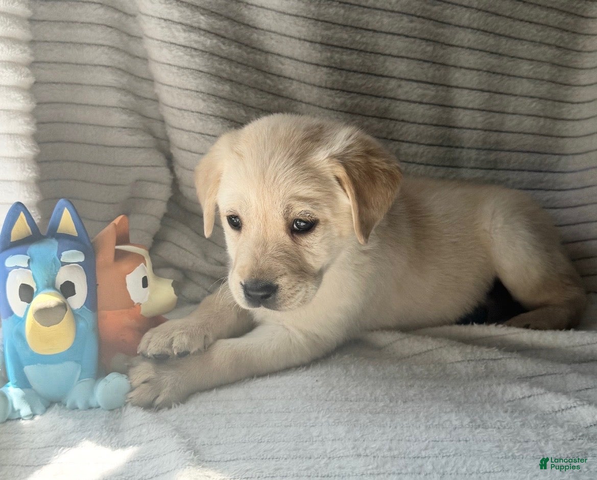 Labrador Retriever dogs Ruckus - Ad 1