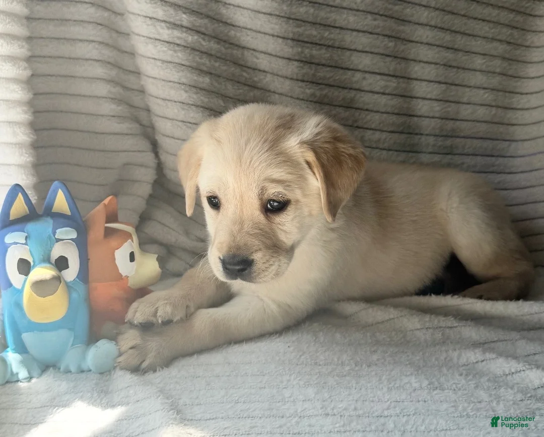 Labrador Retriever dogs for sale: Ruckus - Ad 1