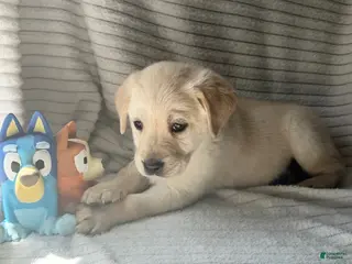 Labrador Retriever dogs Ruckus - Ad 1