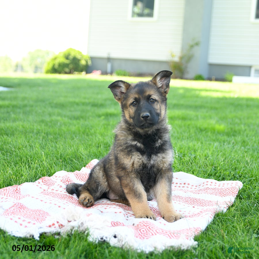 German Shepherd dogs for sale: Cassie   - Ad 1