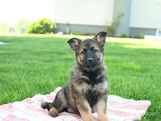 German Shepherd dogs for sale: Cassie - Ad 1