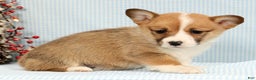 Welsh Corgi Pembroke dogs for sale: India - Ad 2