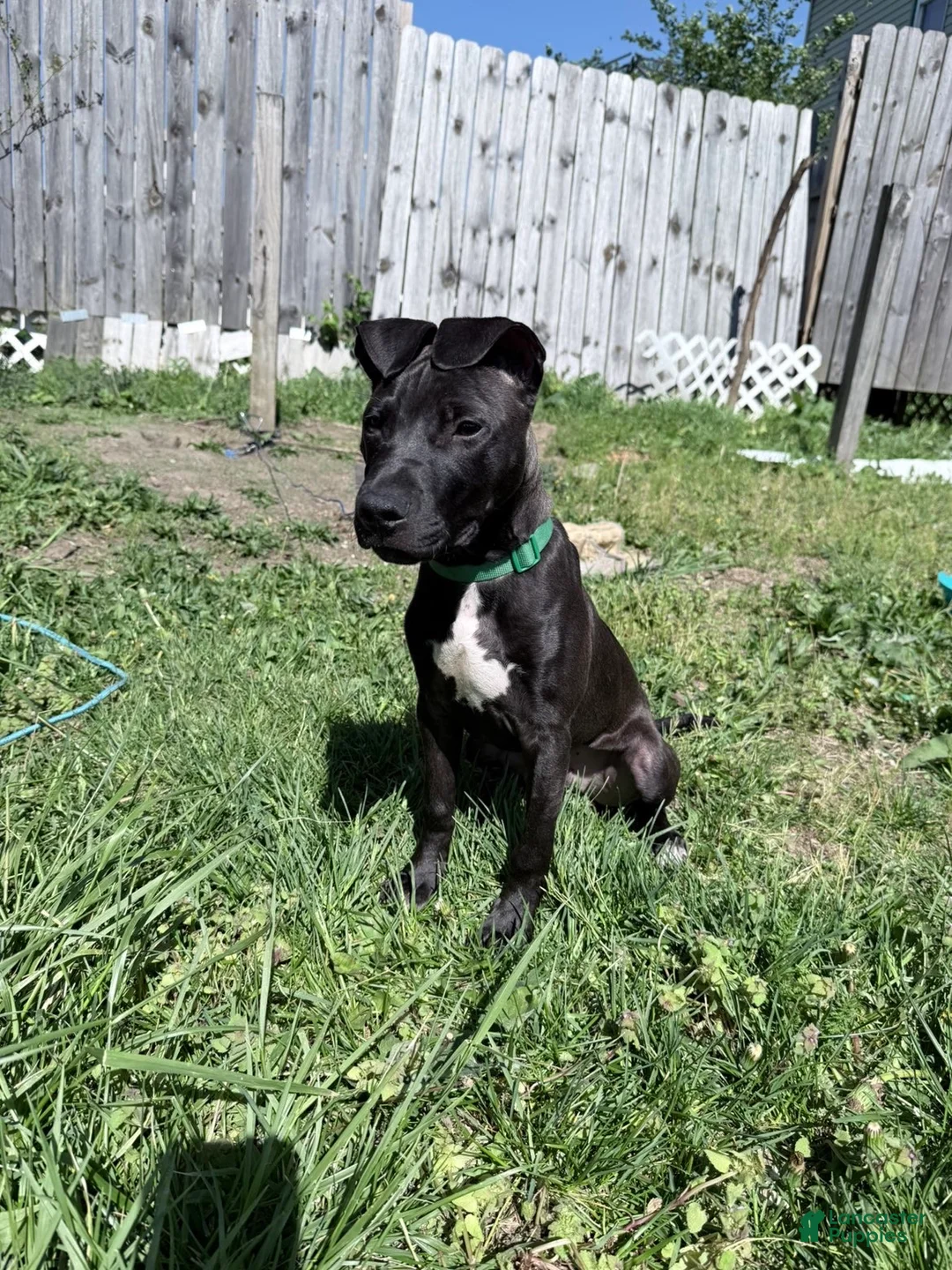 American Pit Bull Terrier dogs for sale: American Pit Bull Terrier Puppy 1 - Ad 2