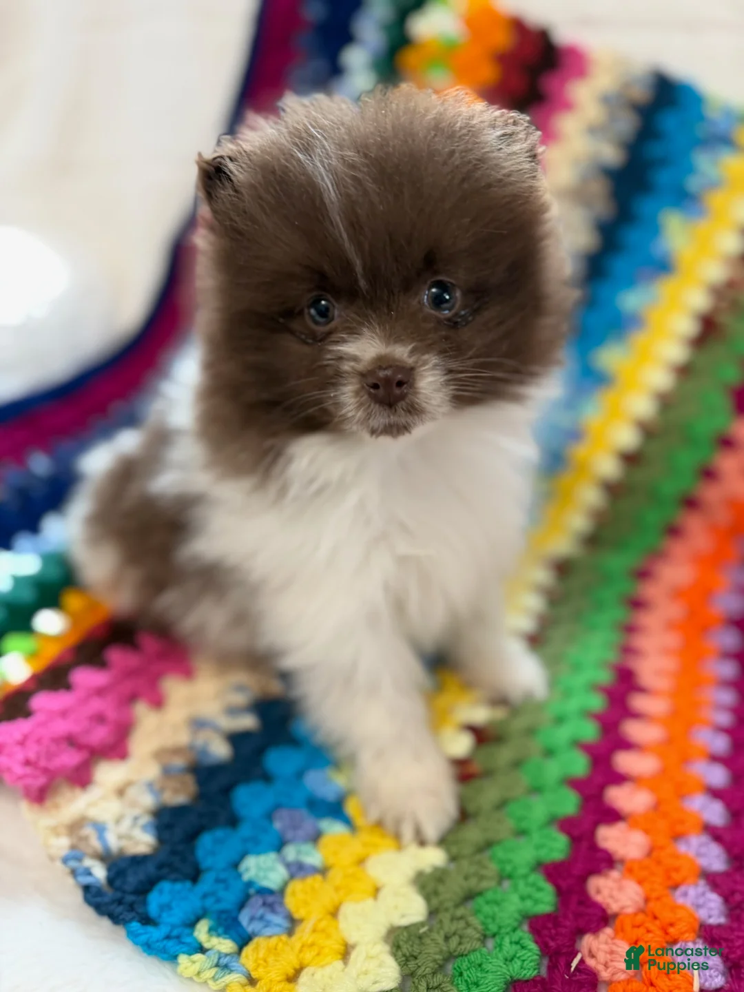 Pomeranian dogs for sale: Bacon - Ad 3