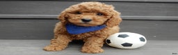 Mini Goldendoodle dogs for sale: Kole - Ad 4