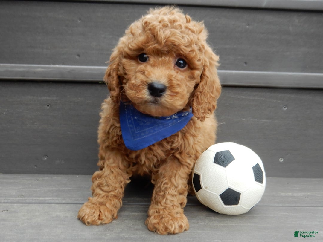 Mini Goldendoodle dogs for sale: Kole - Ad 4