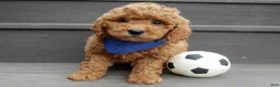 Mini Goldendoodle dogs for sale: Kole - Ad 4