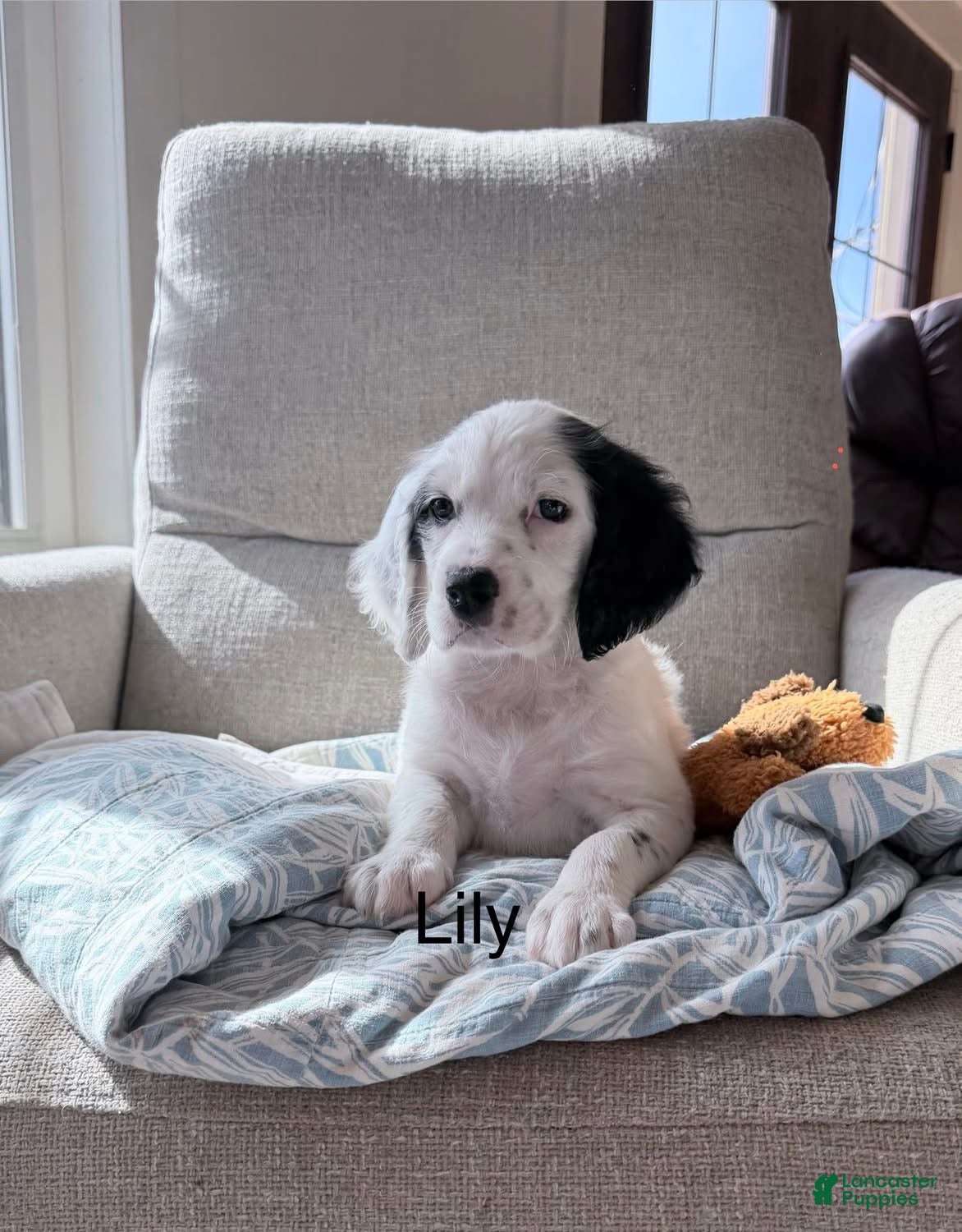 English Setter dogs English Setter Puppy 4 - Ad 1