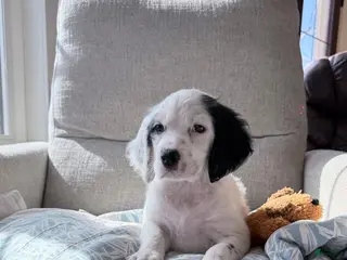 English Setter dogs for sale: English Setter Puppy 4 - Ad 3
