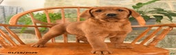 Labrador Retriever dogs for sale: Ruby - Ad 2