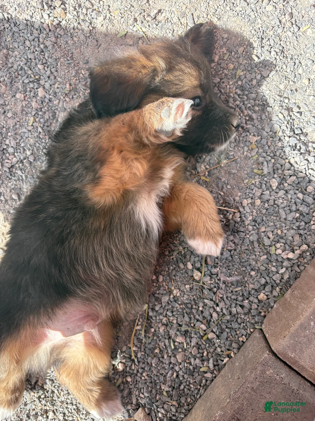 Mixed Breed dogs for sale: Mixed Breed Puppy 1 - Ad 2