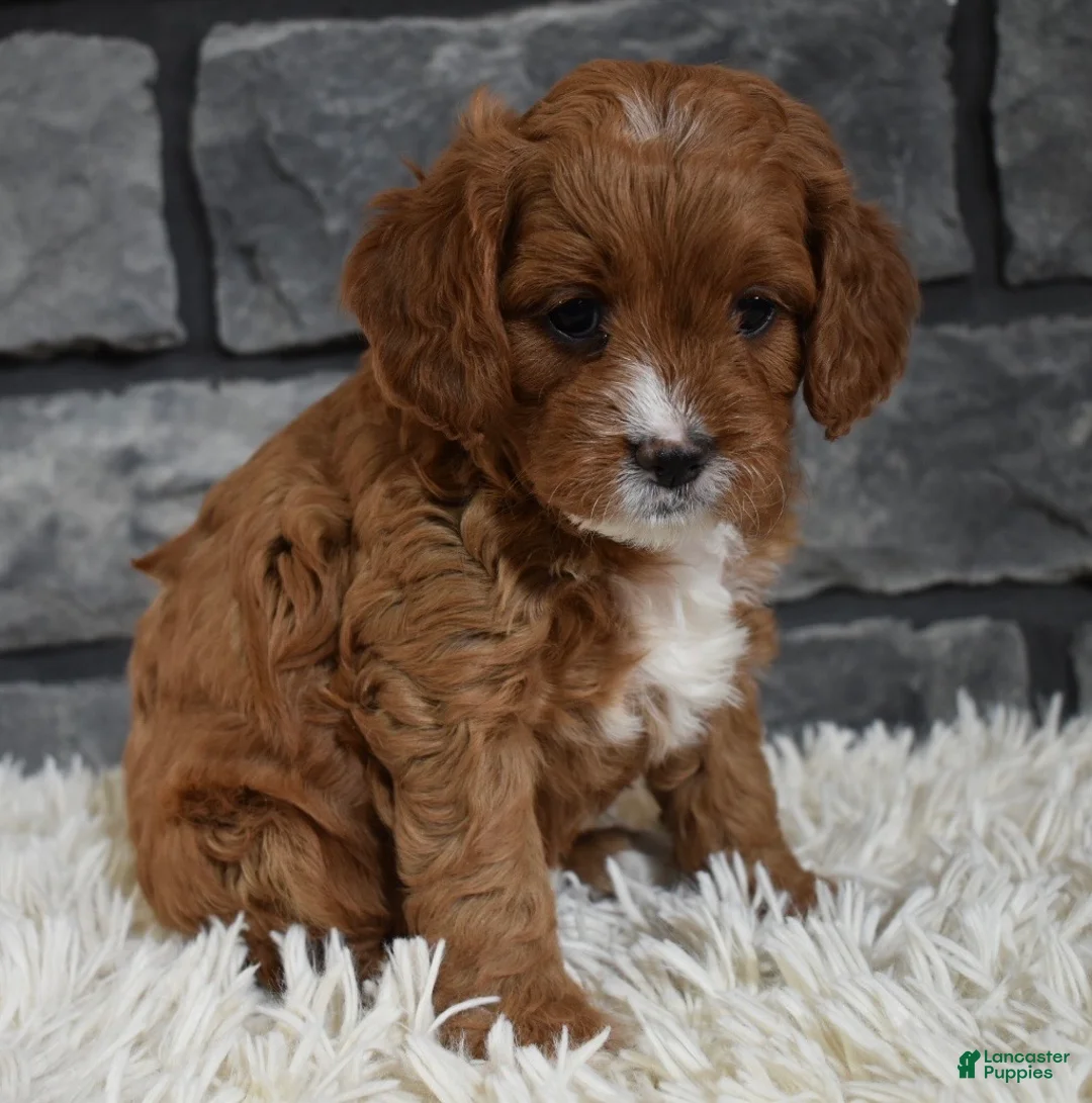 Cavapoo dogs for sale: Paige - Ad 8