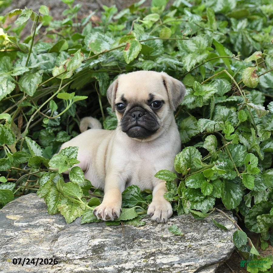 Pug dogs for sale: Donna - Ad 3