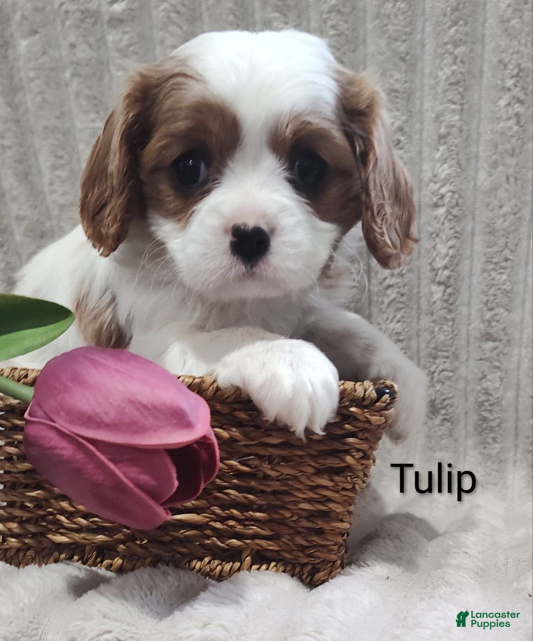 Cavalier King Charles Spaniel dogs Tulip  - Ad 1