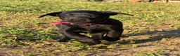 Labrador Retriever dogs for sale: Labrador Retriever Puppy 6 - Ad 2