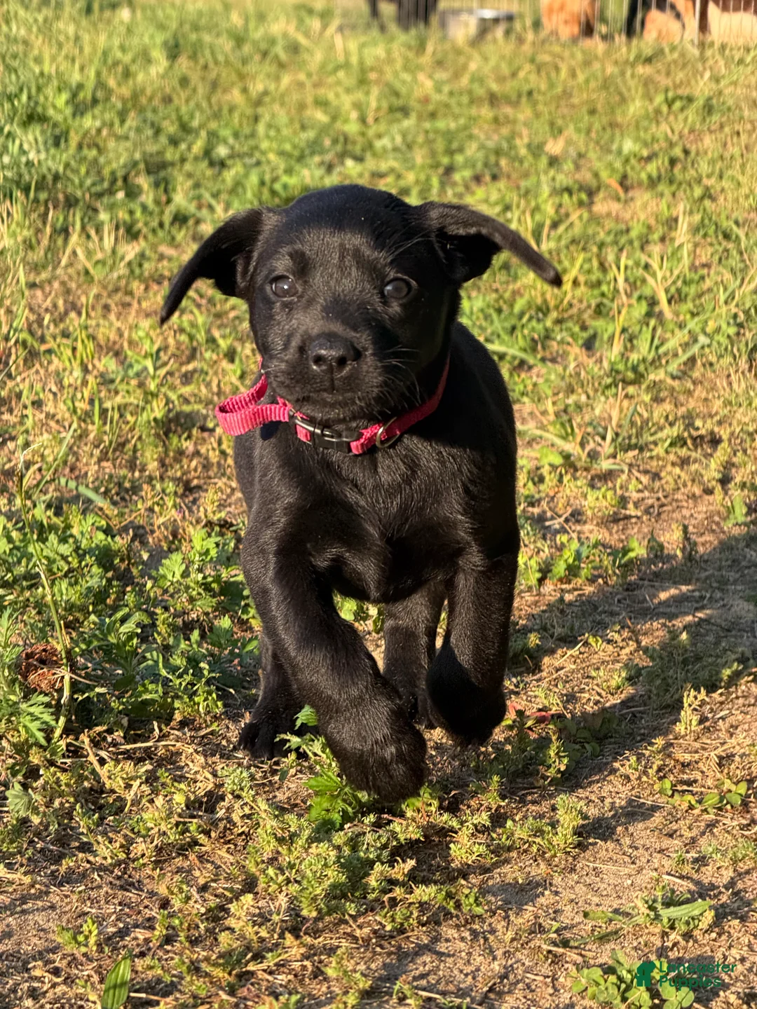 Labrador Retriever dogs for sale: Labrador Retriever Puppy 6 - Ad 2