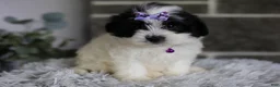 Maltipoo dogs for sale: Gwen - Ad 12
