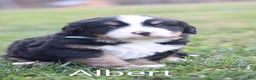 Bernese Mountain Dog dogs for sale: Albert - Ad 1