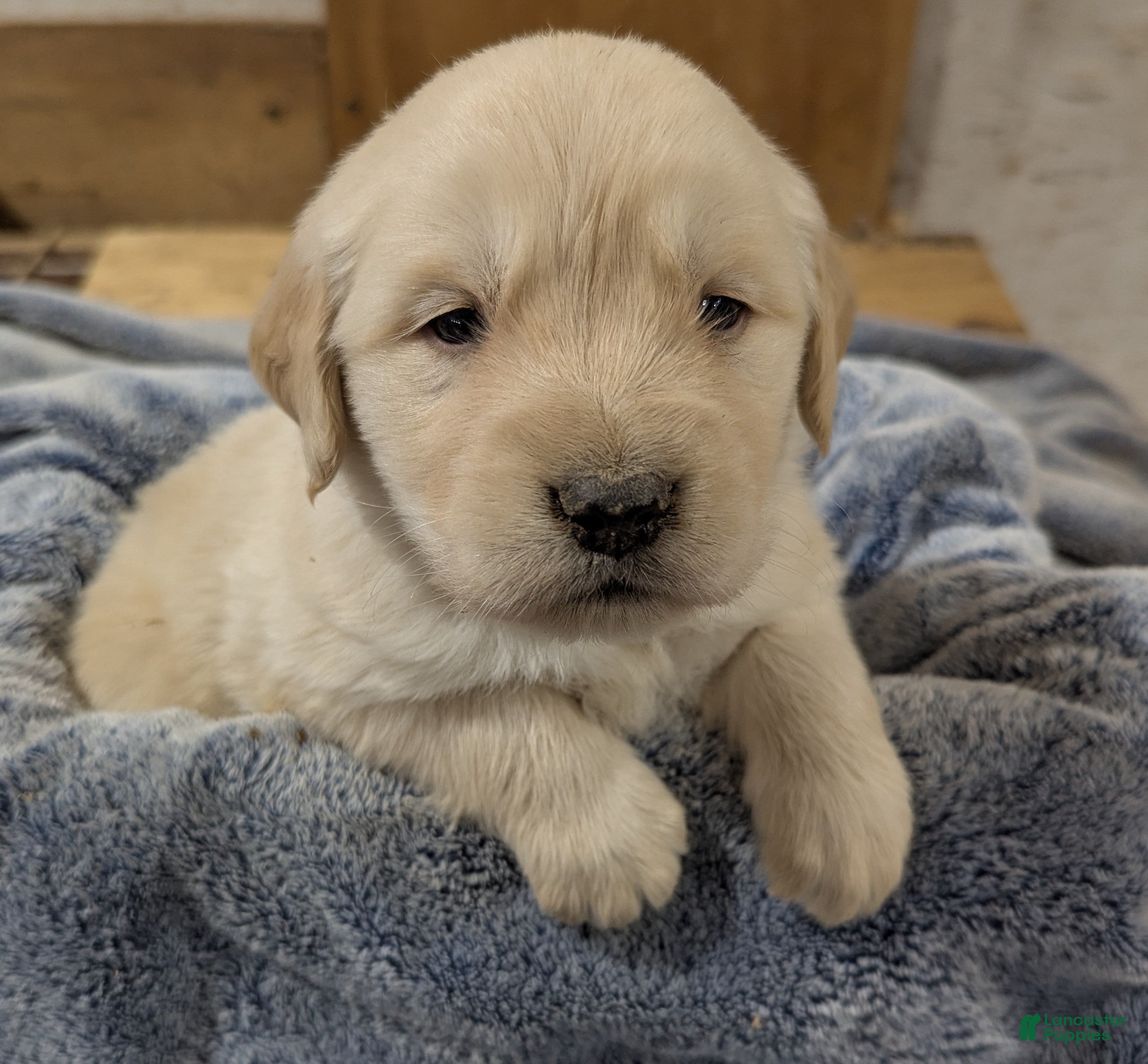 Golden Retriever dogs Hunter  - Ad 17