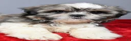 Shih Tzu dogs for sale: Trevor - Ad 5