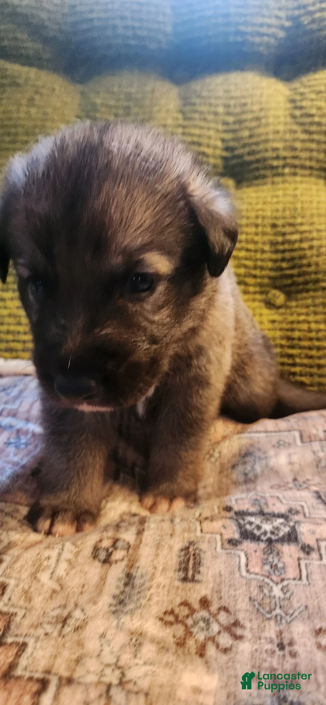 German Shepherd dogs for sale: German Shepherd Puppy 4- Orange Collar - Ad 2