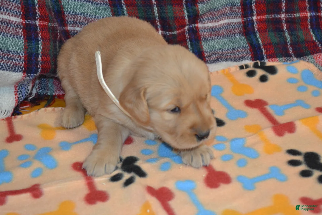 Golden Retriever dogs for sale: Marsha - Ad 1