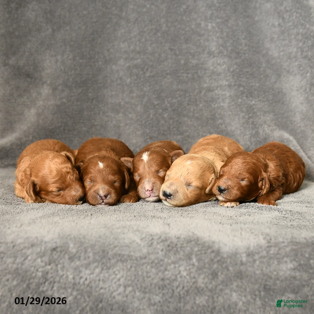 Toy Poodle dogs for sale: Joy - Ad 5