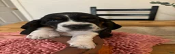 Basset Hound dogs for sale: Basset Hound 2 - Ad 2