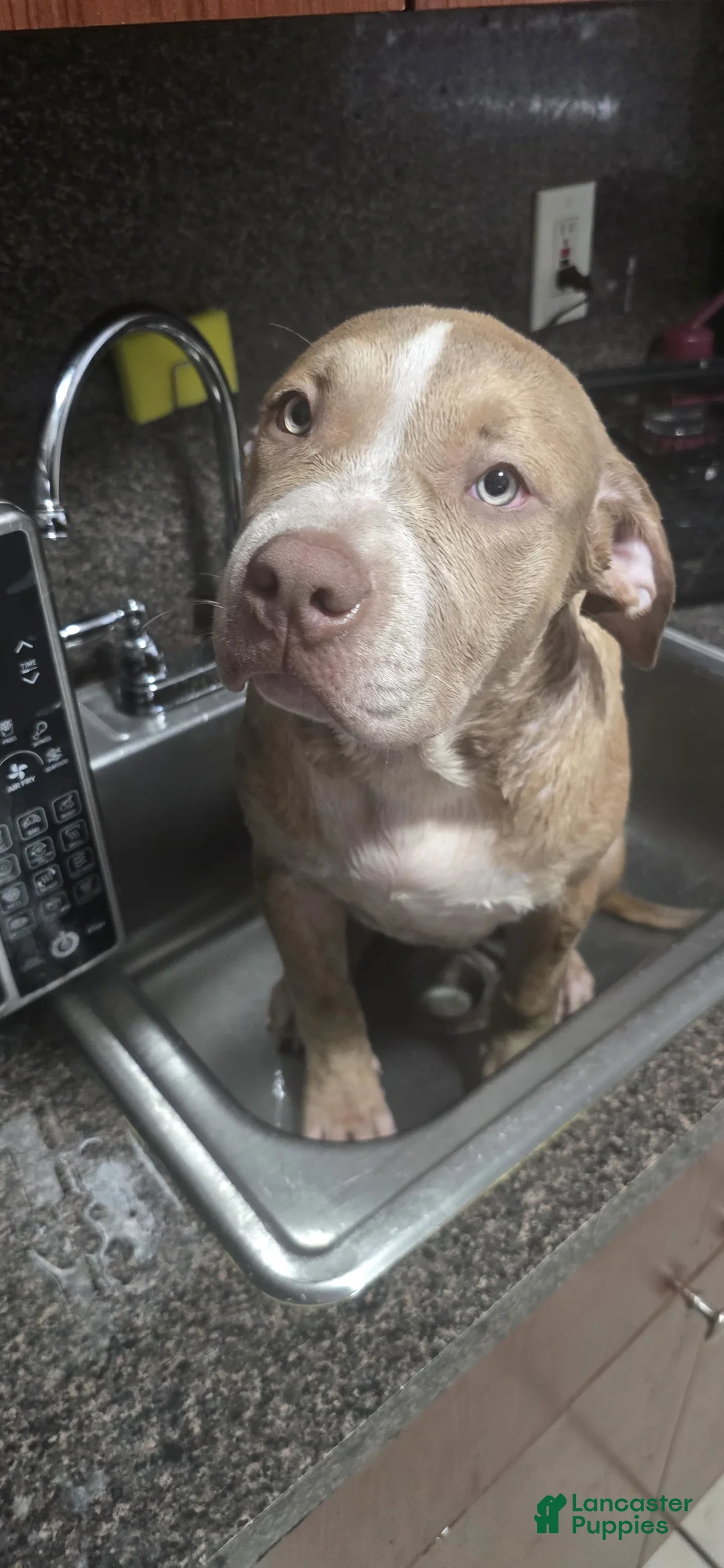 American Bully dogs for sale: American Bully Puppy 1 - Ad 2